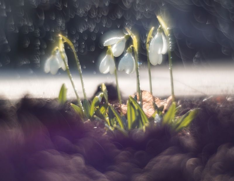 Воскресли подснежники в белых косынках. фото превью
