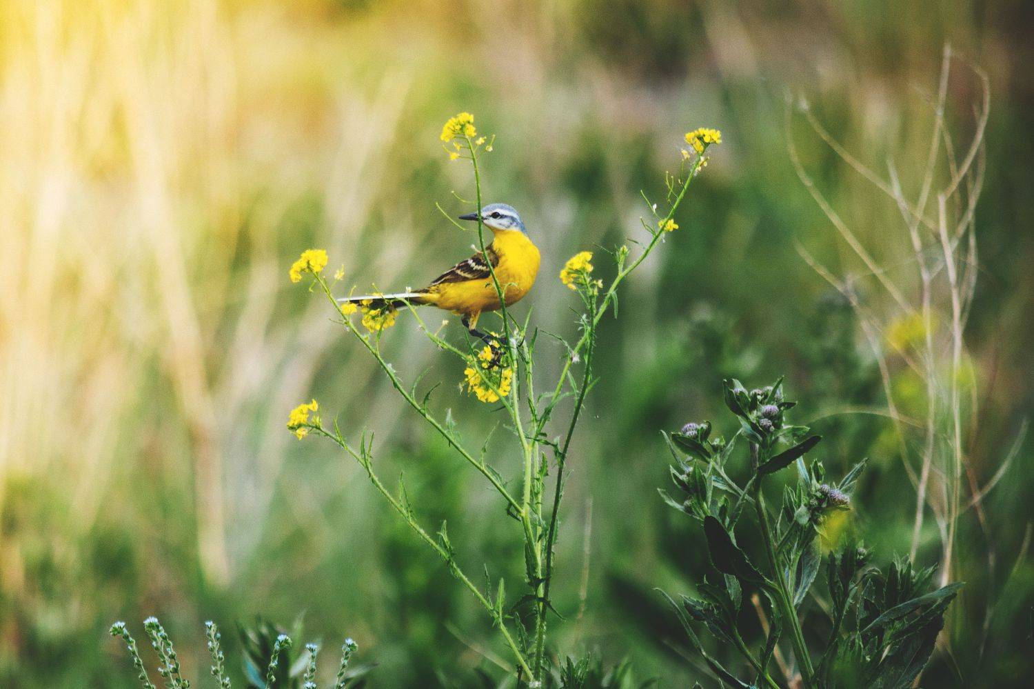 , Ольга Таланцева