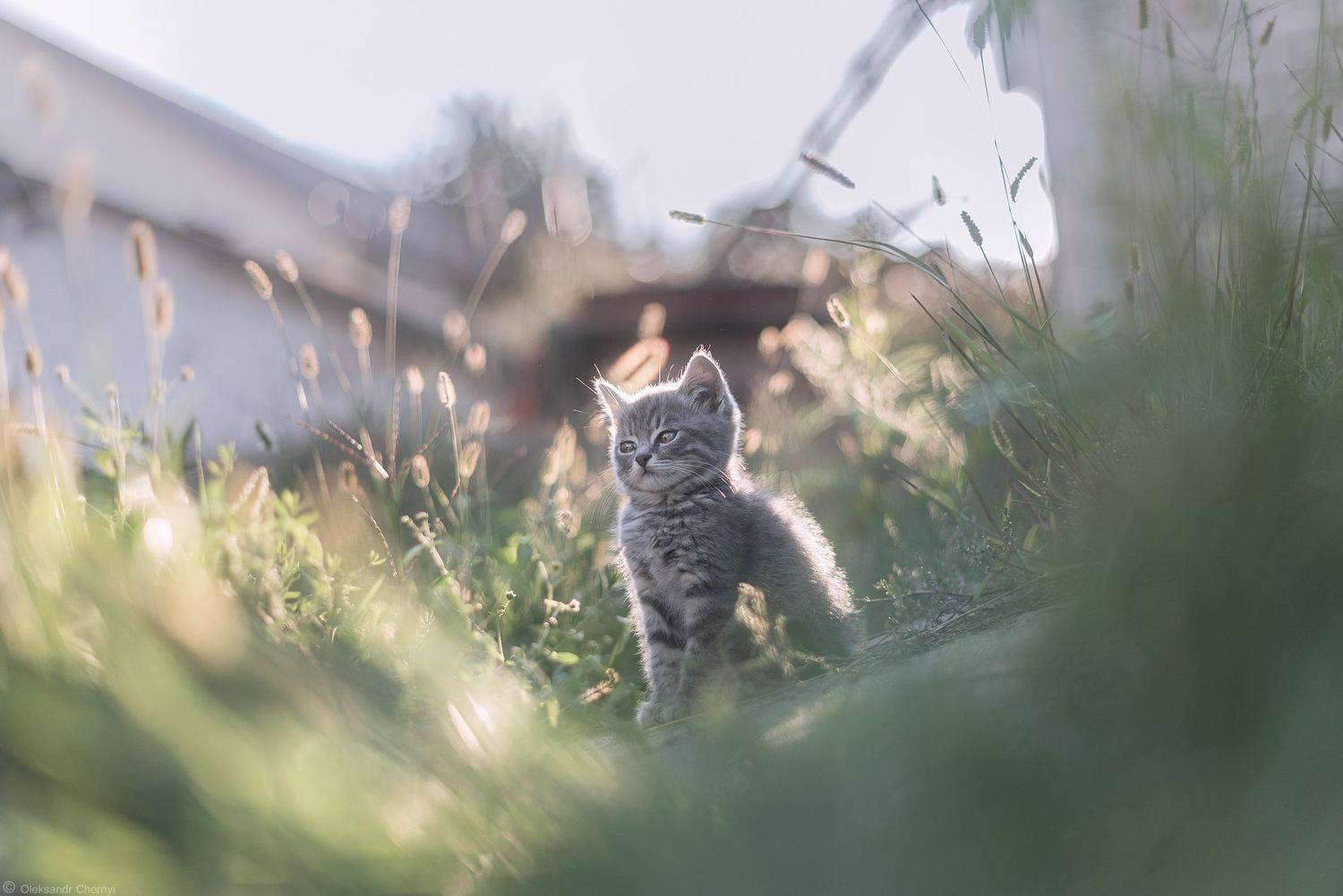 , Александр Чорный