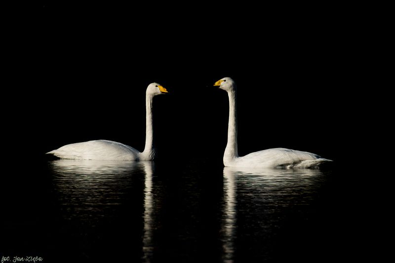 Whooper swans фото превью