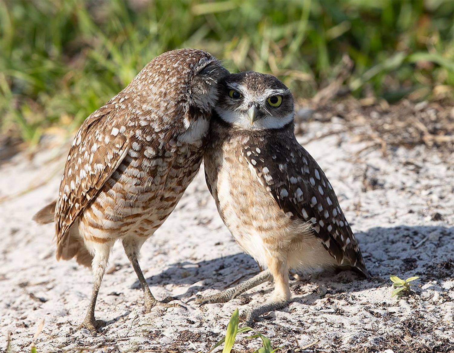 кроличий сыч, florida, burrowing owl, owl, флорида,сыч, Etkind Elizabeth