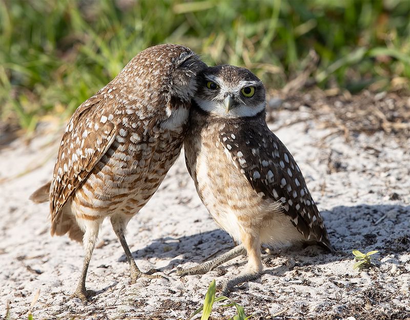 кроличий сыч, florida, burrowing owl, owl, флорида,сыч Happy Valentine\'s Day! Burrowing Owls фото превью