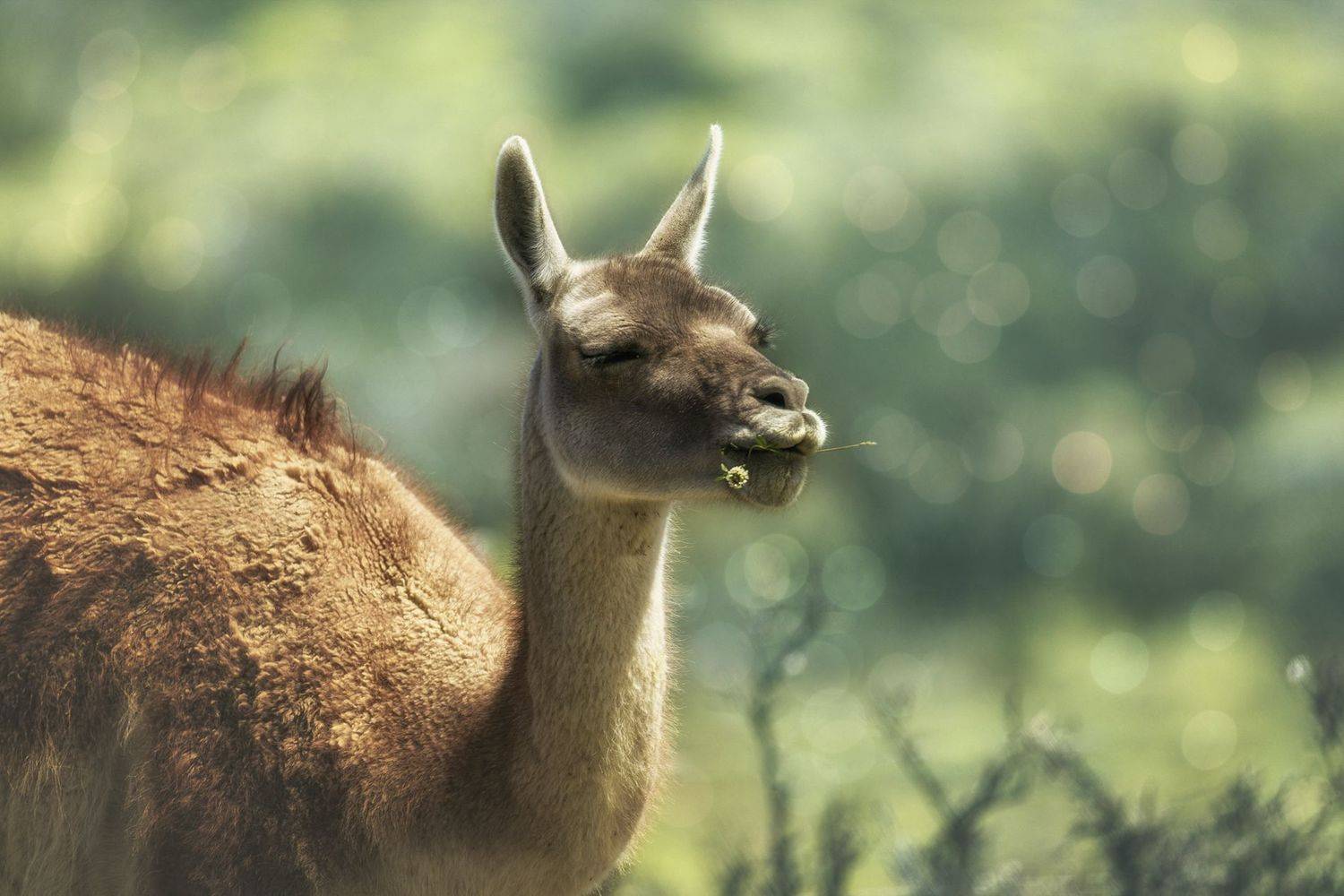 , Токарев Олег