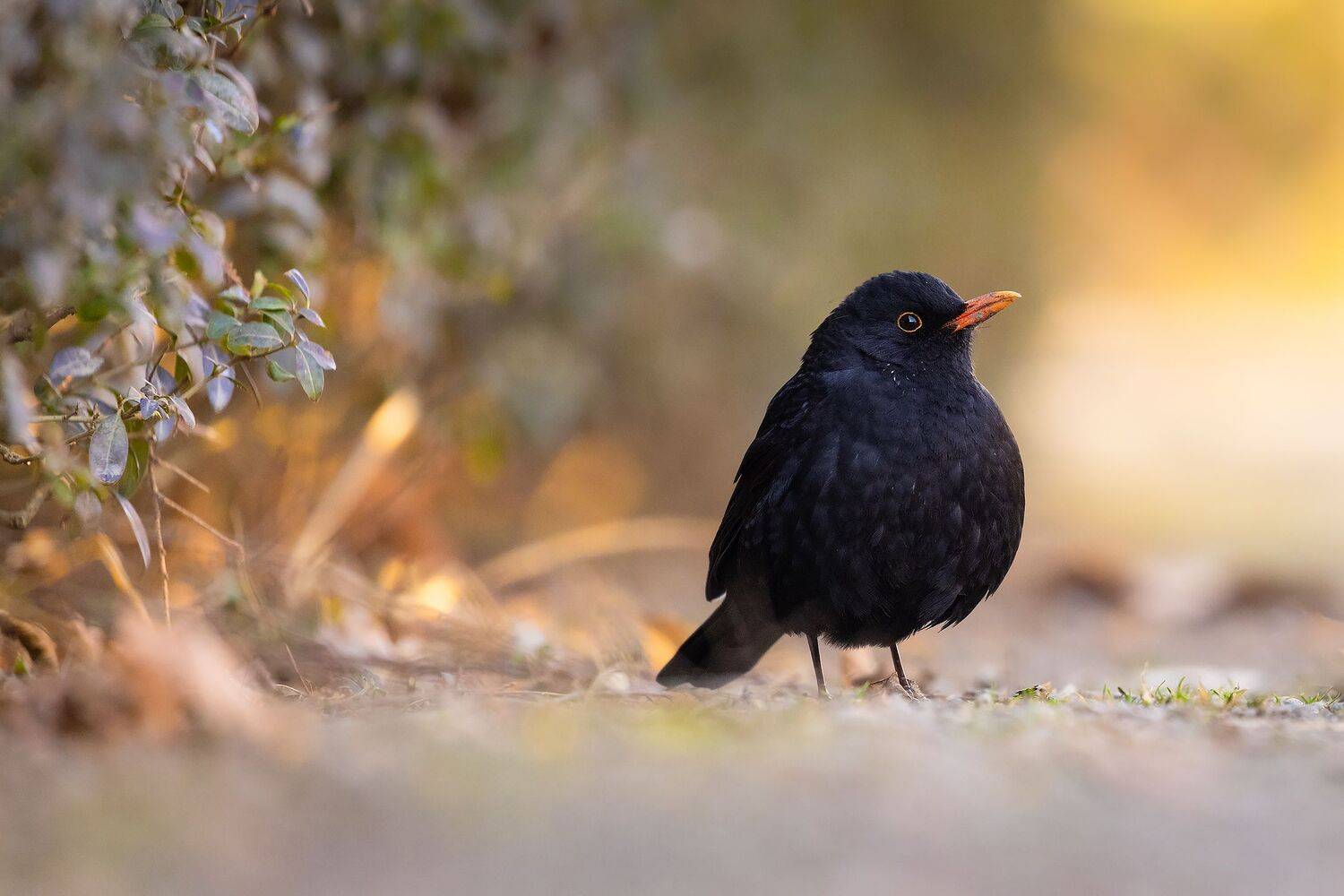 , Robert Adamec