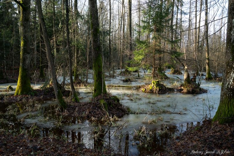 PUSZCZA BIAŁOWIESKA  фото превью