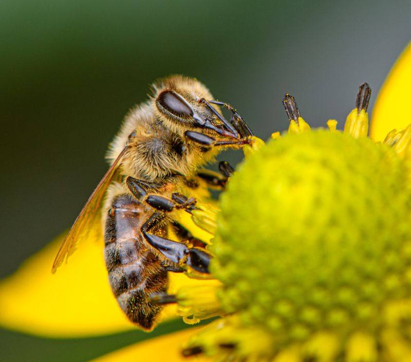 Honey bee фото превью