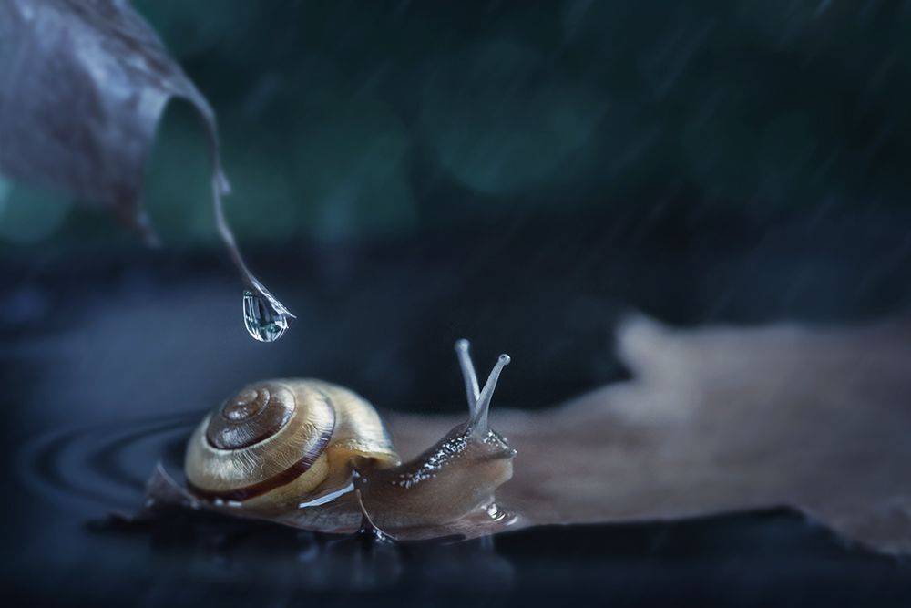 улитка, snail,макро, macro, nature, Марина Хилько