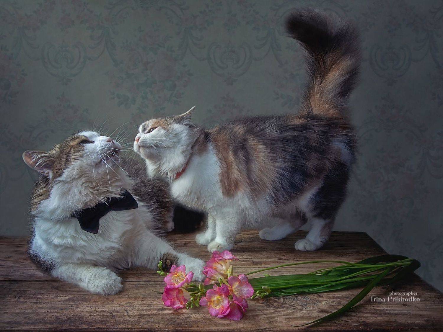 постановочное фото, котики, домашние животные, котонатюрморт, валентинка, Приходько Ирина