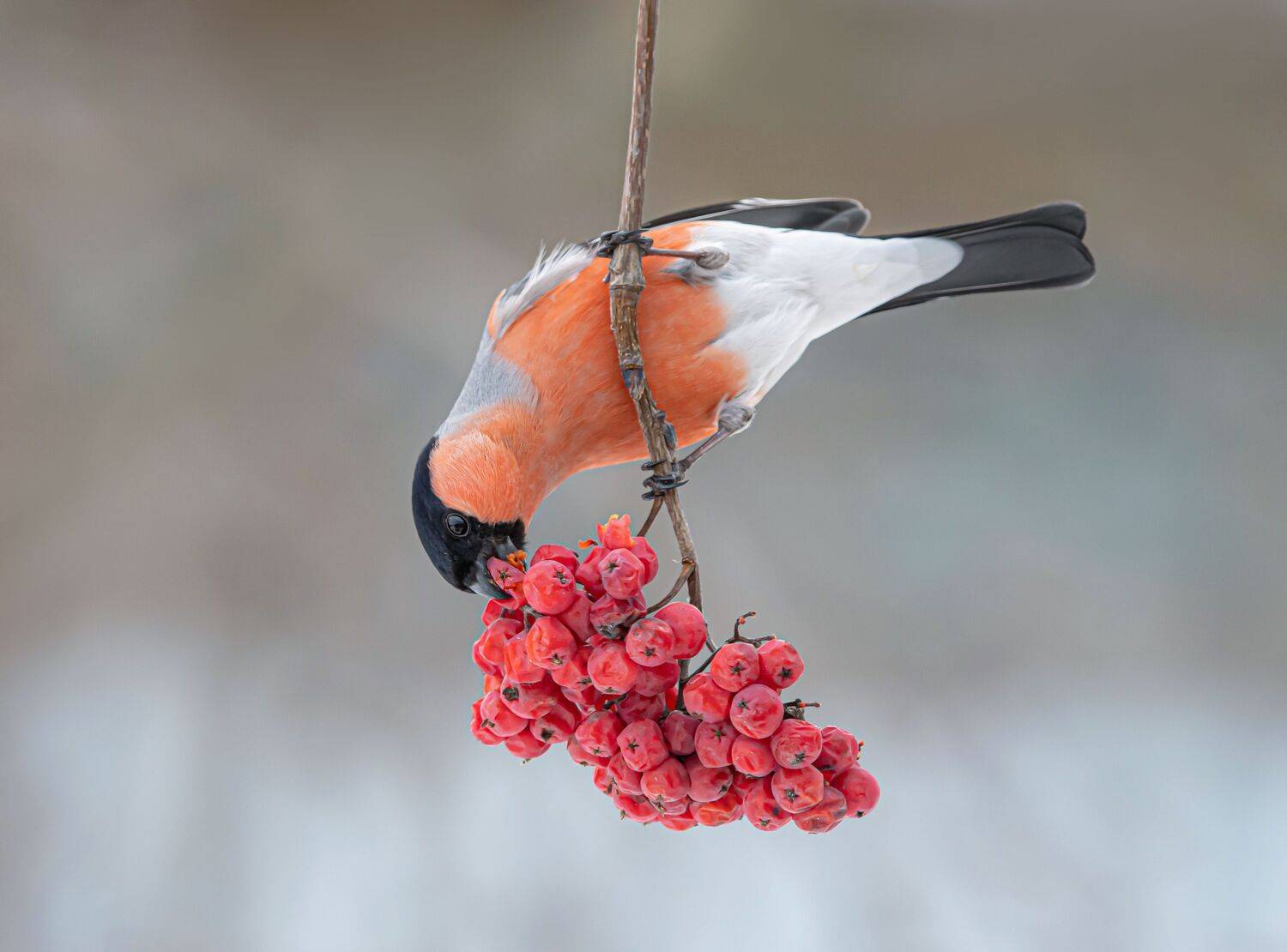 птицы,природа, зима, Андрей Киселёв