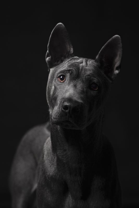 собака, животное, dog, тайский риджбек, щенок Грай фото превью