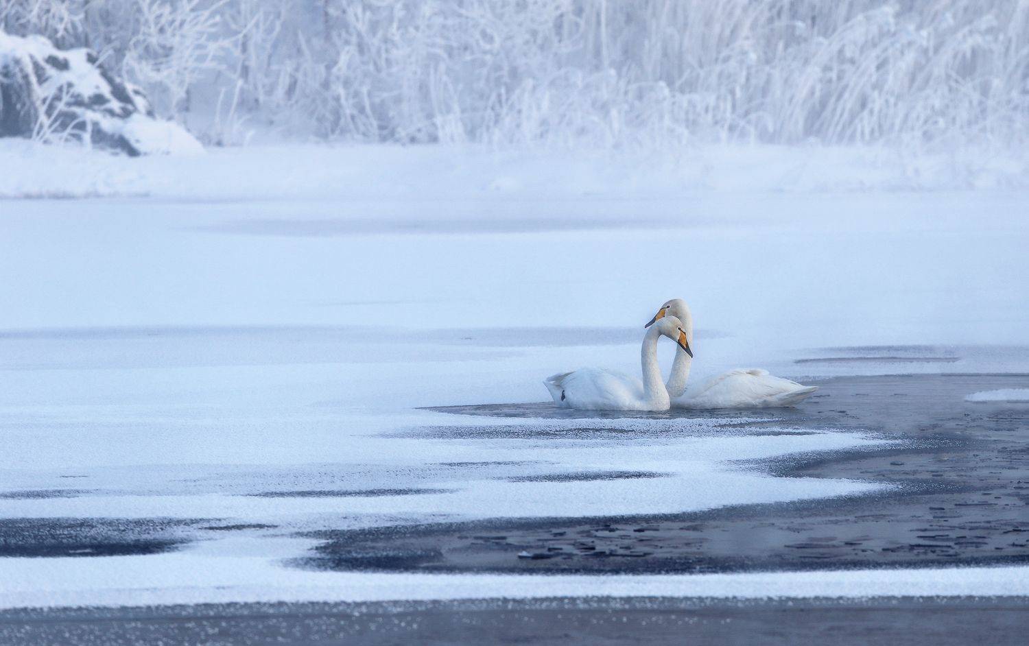лебеди, лебединое озеро, озеро светлое, село урожайное, алтайский край, урожайное, алтай, Галина Хвостенко