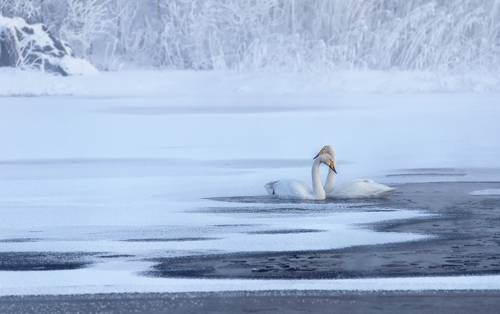 Лебединая верность