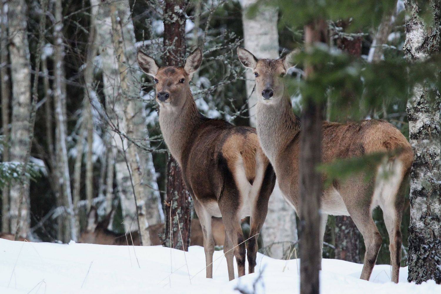 111, Пашкевич Василий