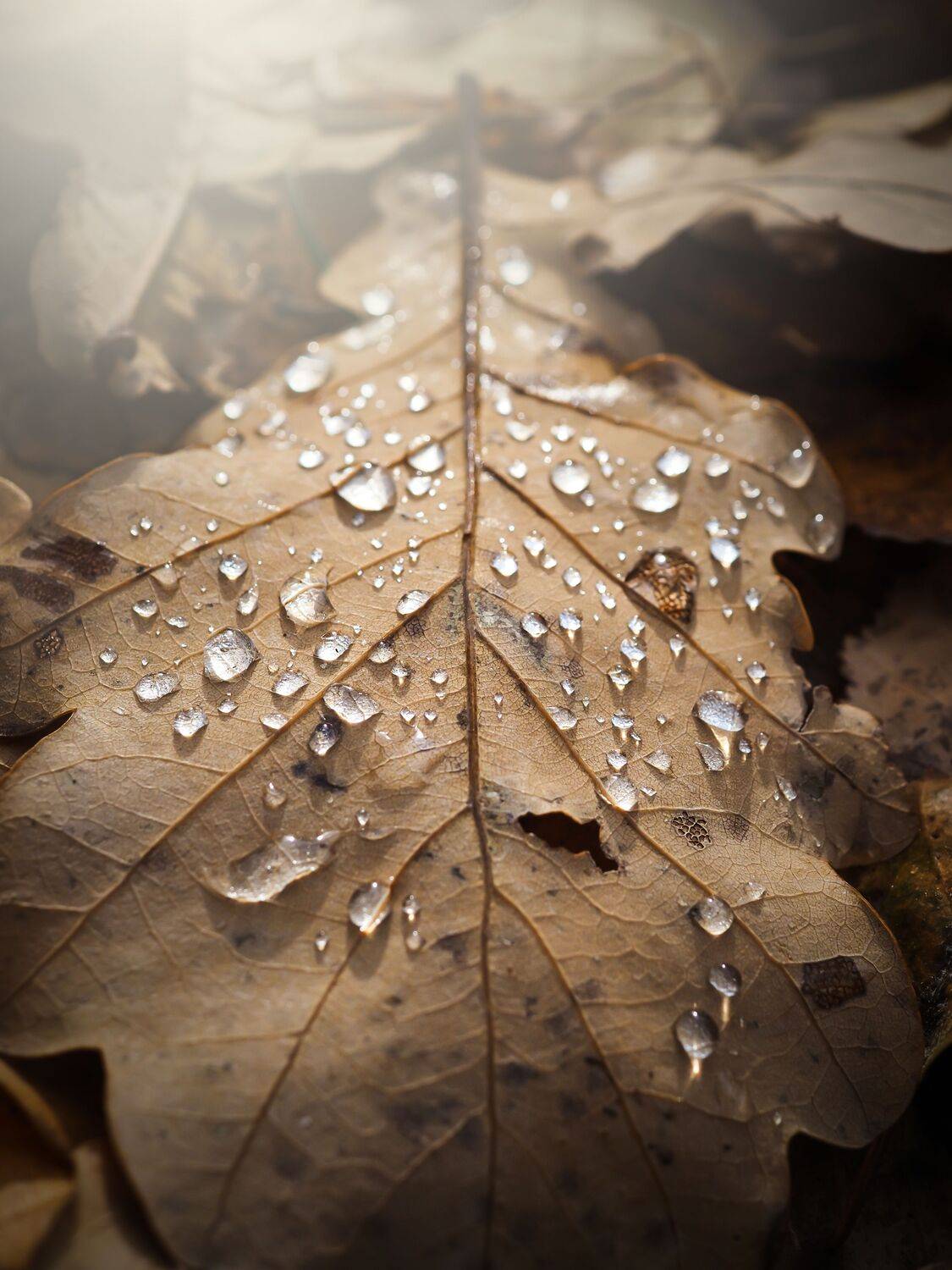 дождь, осень, дуб, лист, капли, Сергей Калёв