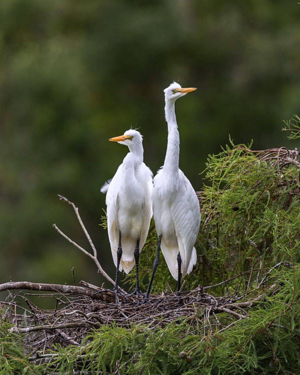 , Леонид Дьяченко