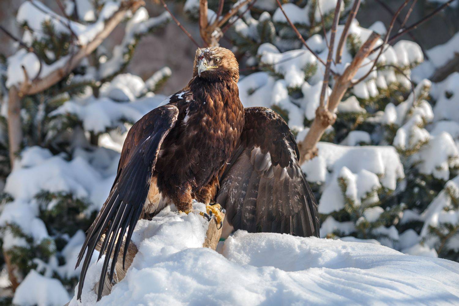 , Олег Богданов
