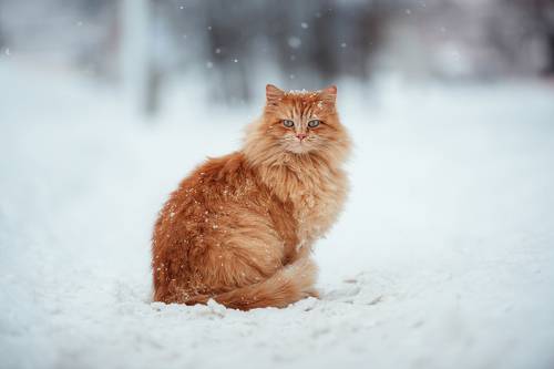 Рыжий кот в зимних декорациях
