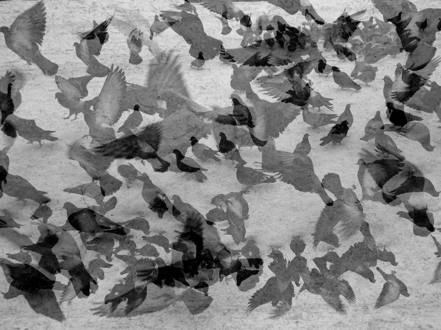 , Антон Лаба