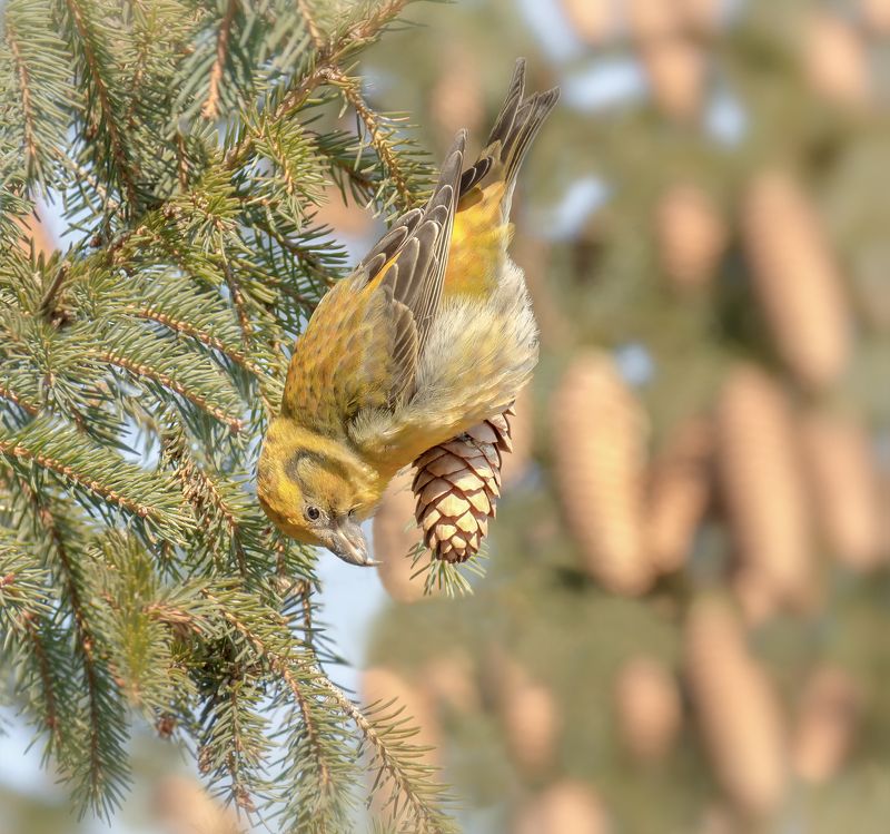 птица, клёст, самка, зима, ель, шишка, клёст (самка) фото превью