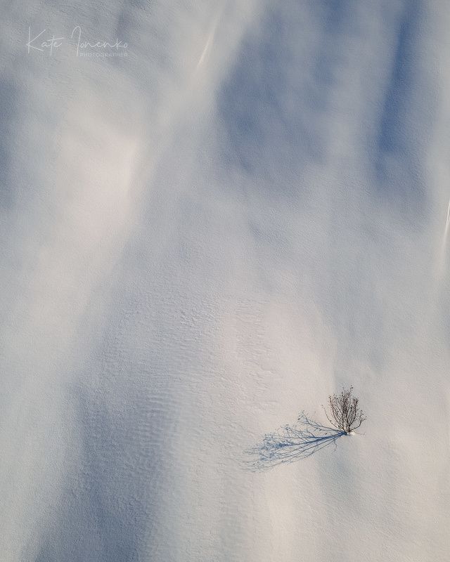 Нежный кустик фото превью