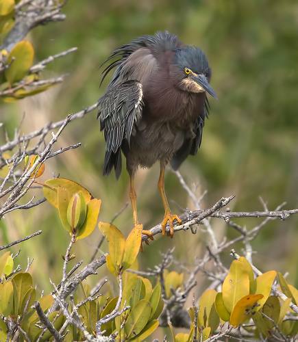 Американская зелёная кваква - Green heron