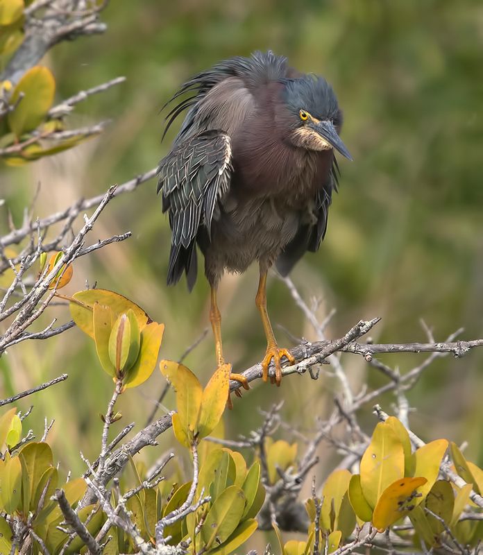 американская зелёная кваква, green heron, флорида Американская зелёная кваква - Green heron фото превью