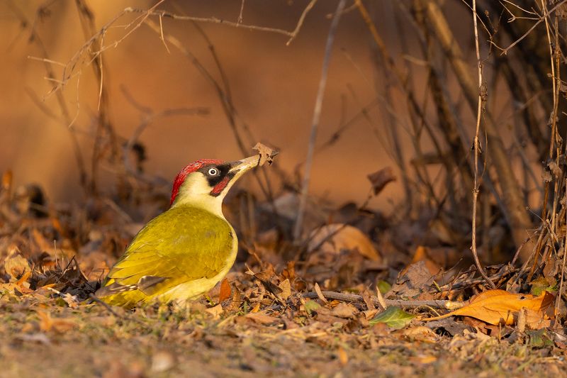 Green woodpecker фото превью