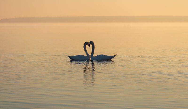 р а с с в е т... фото превью