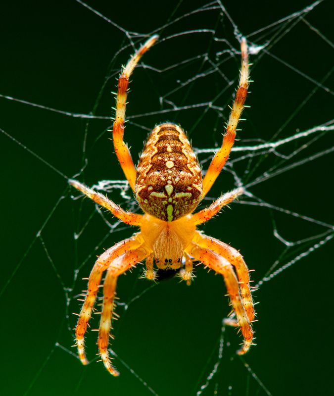 Araneus diadematus - \