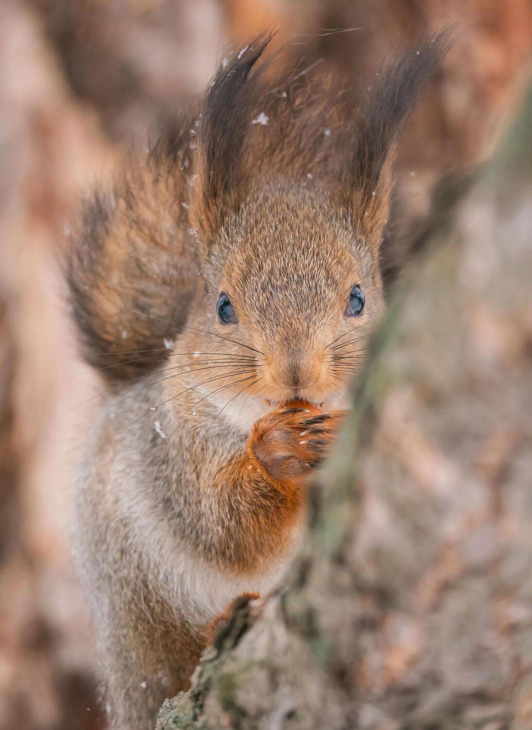 , Константин Дэм
