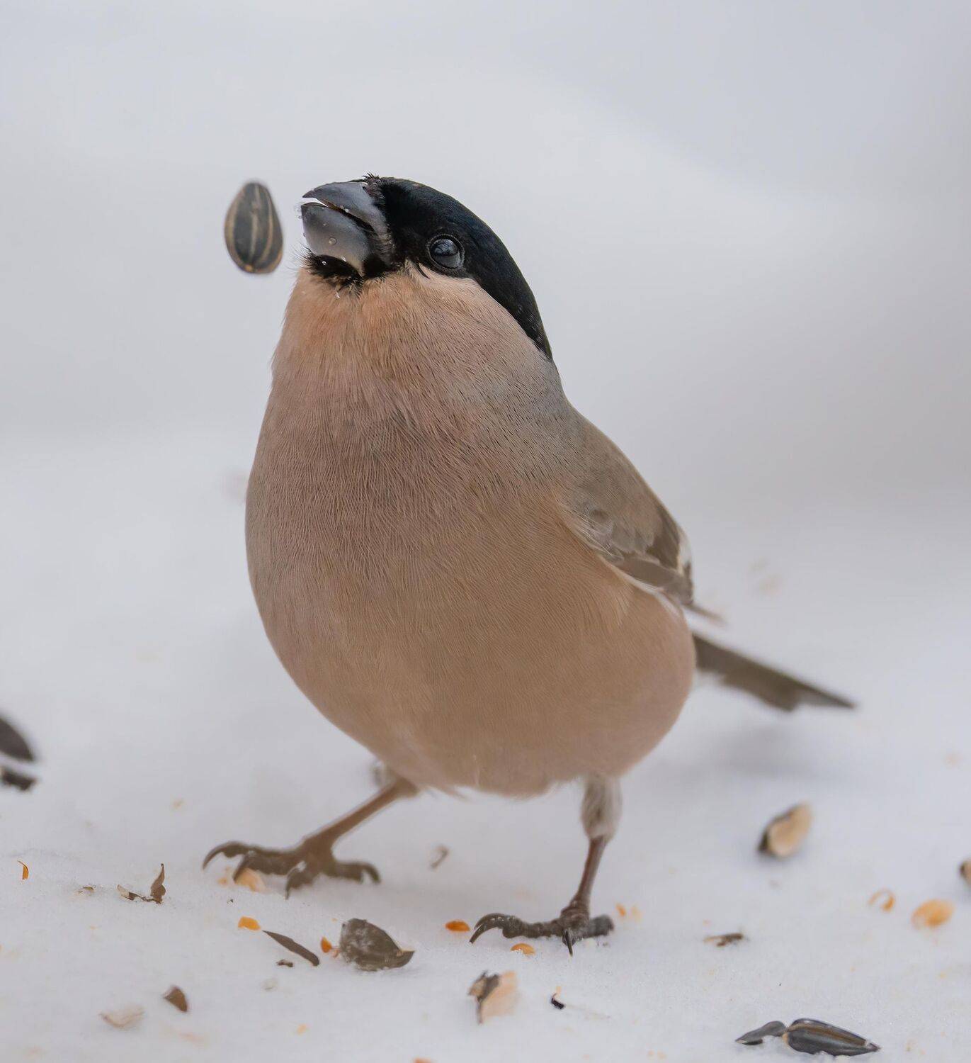 , Константин Дэм