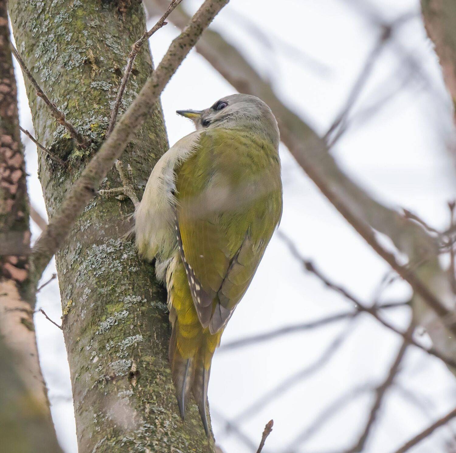 , Константин Дэм