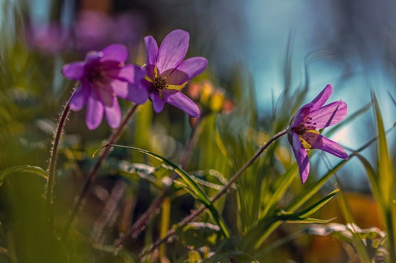 * * *  фото превью