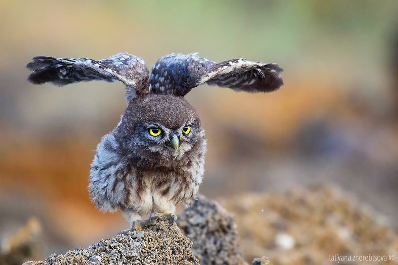 Домовый сычик фото превью