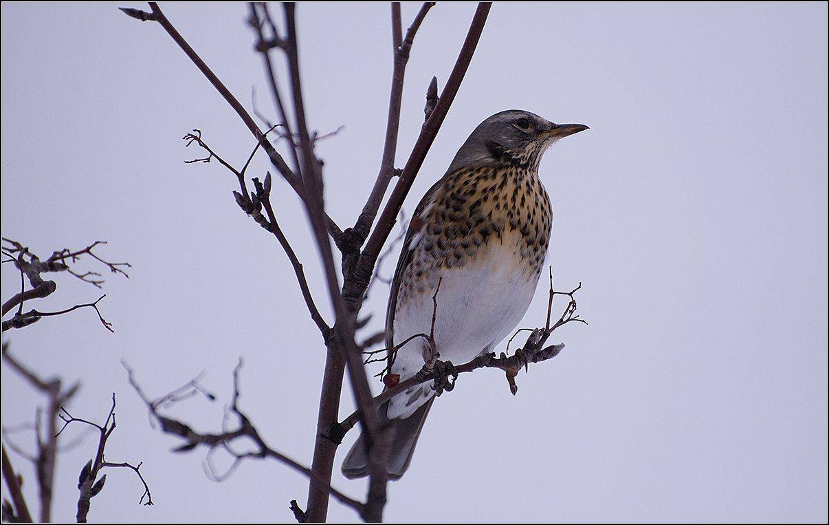 москва, осень, дрозд, АНАТОЛИЙ ДОВЫДЕНКО