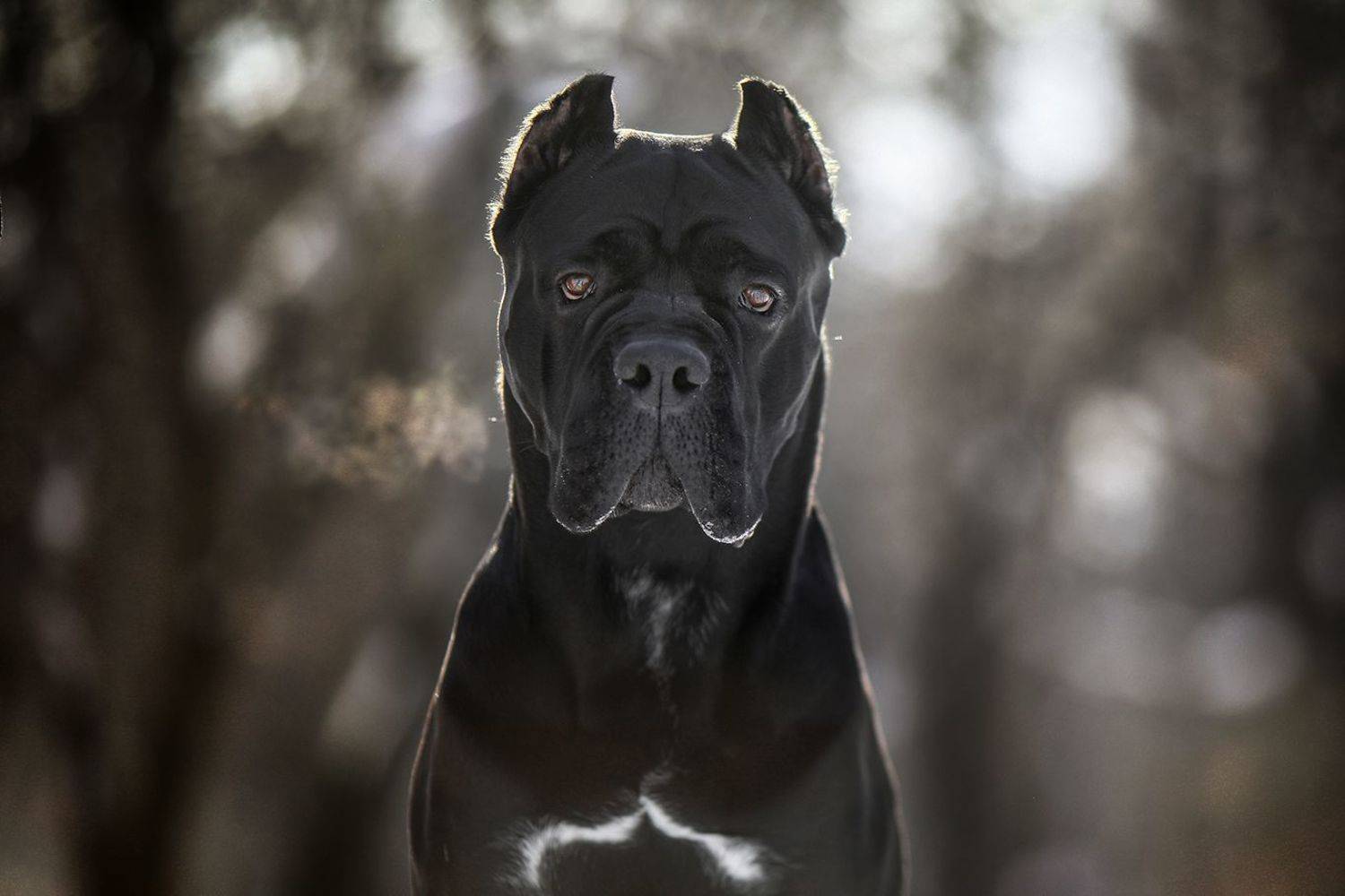 , Андрей Ершов