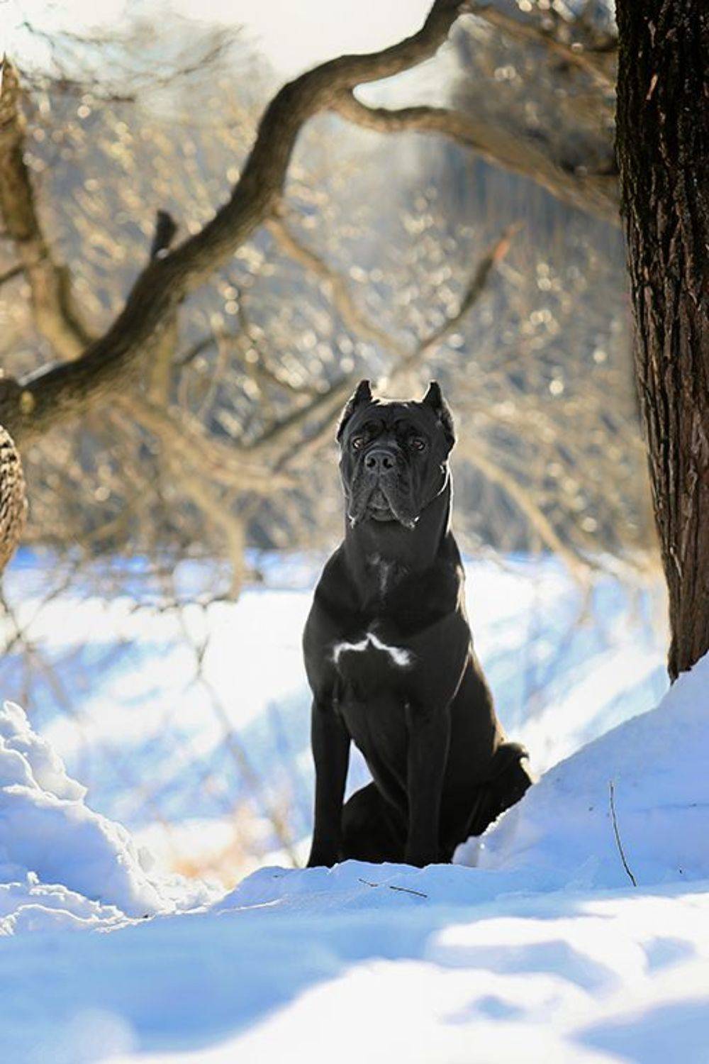 , Андрей Ершов