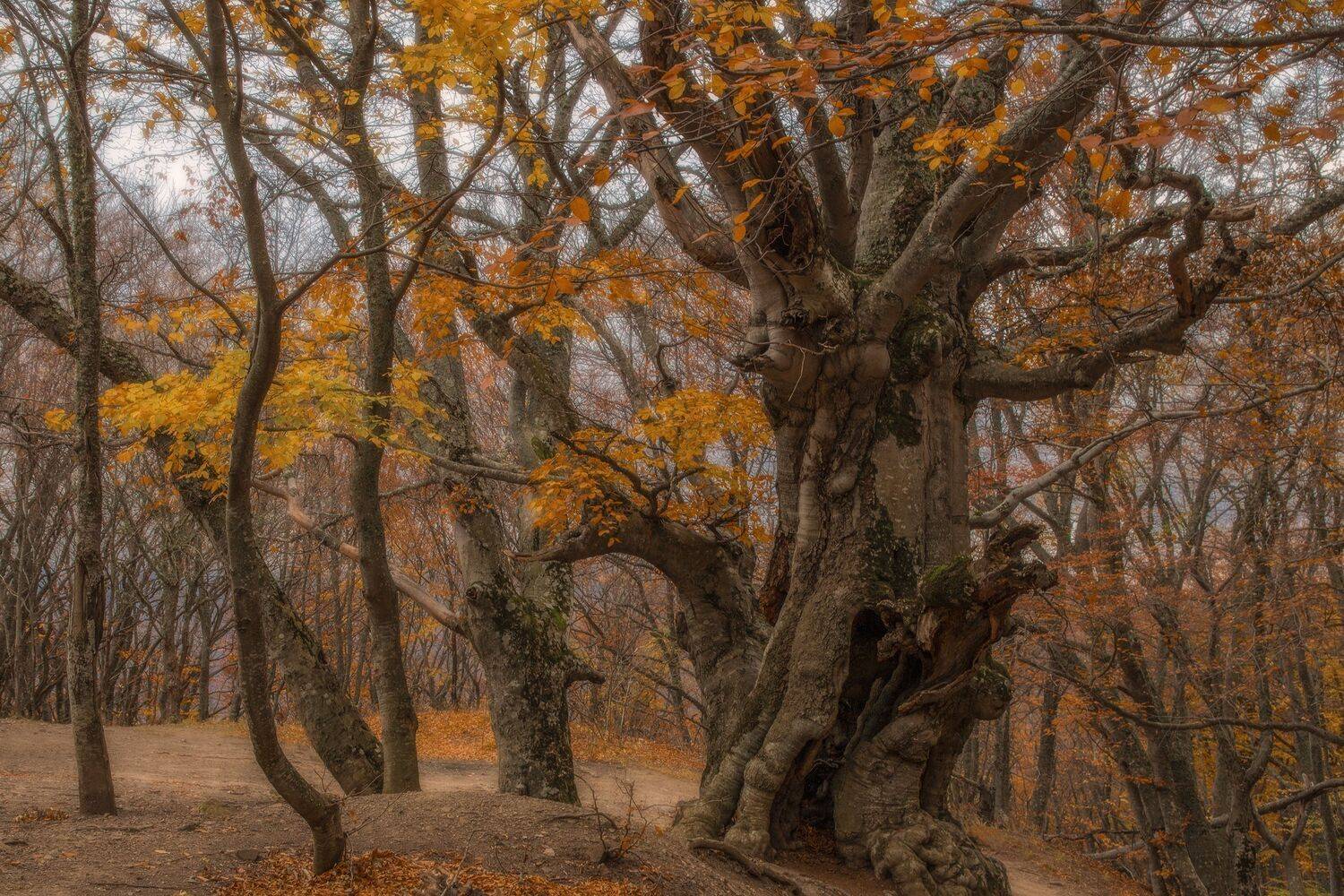 Крым, Гусева Елена