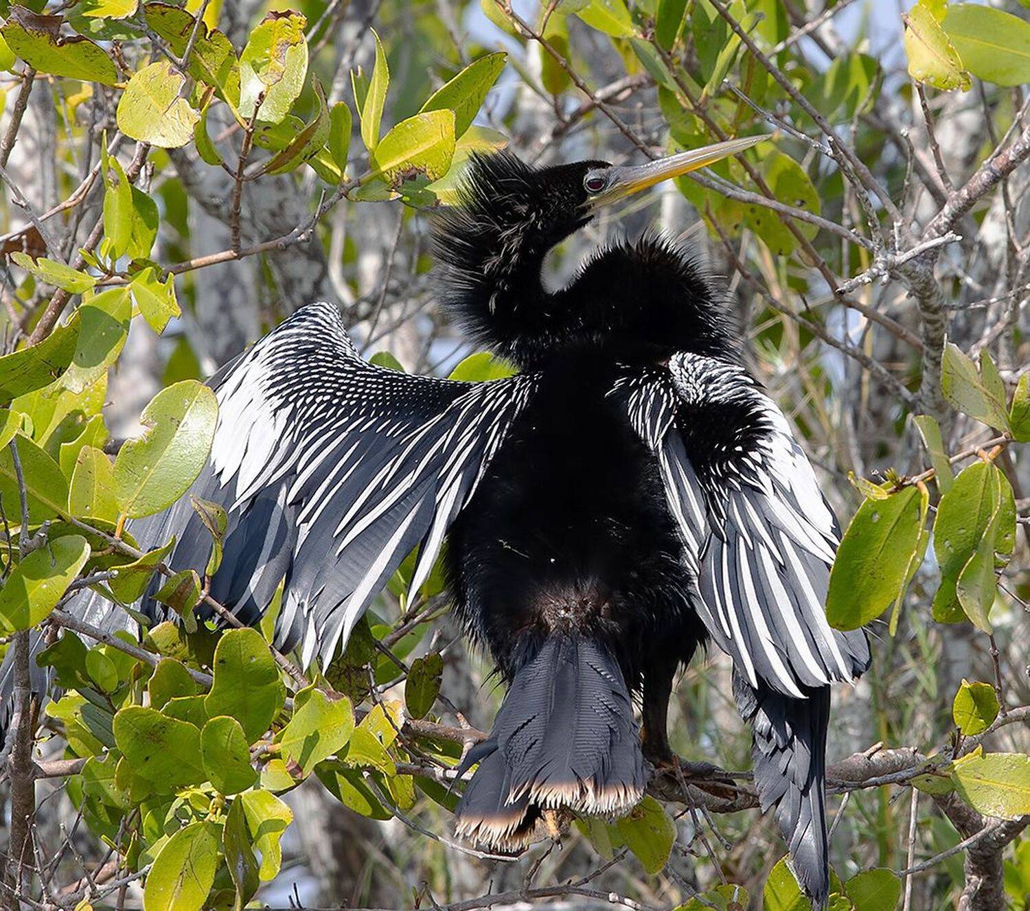anhinga, florida, американская змеешейка, флорида, Etkind Elizabeth