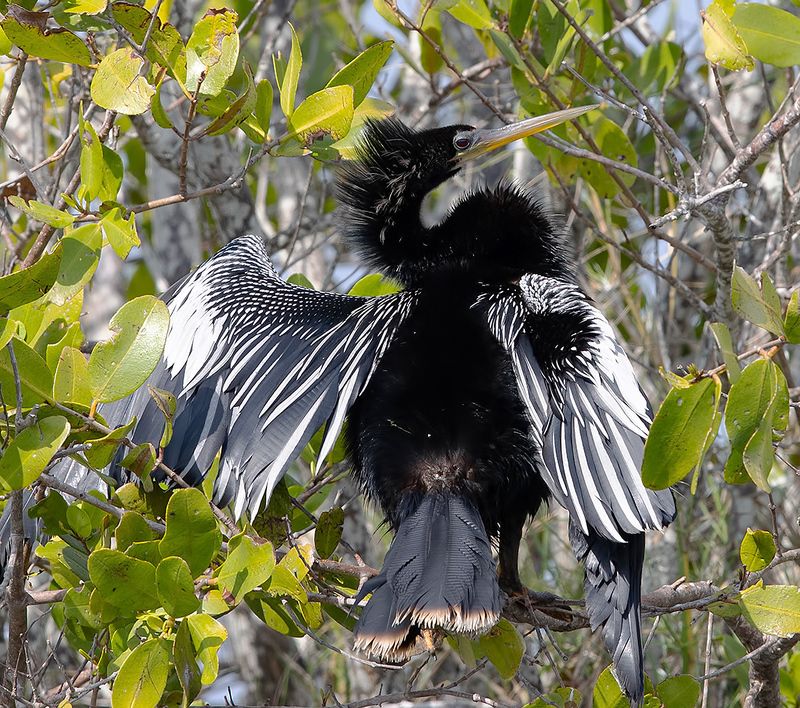 anhinga, florida, американская змеешейка, флорида Anhinga - Американская змеешейка фото превью