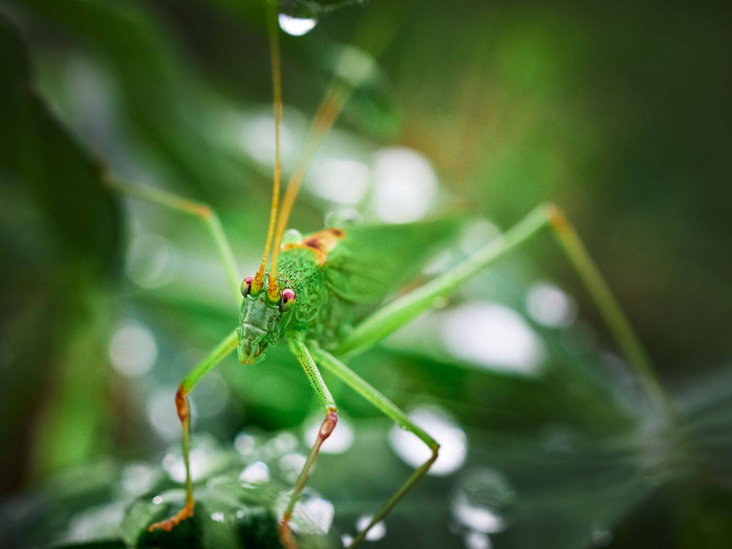 кузнечик, лето, прыгун, капли, роса, дождь, макро, Сергей Калёв