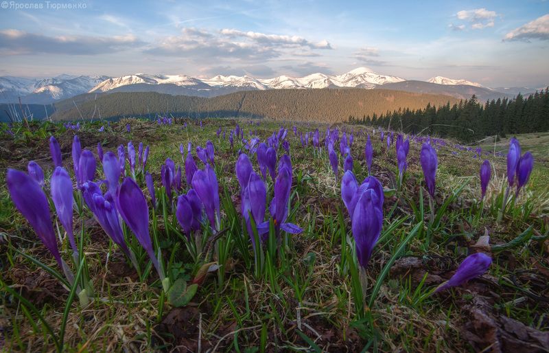 *** фото превью