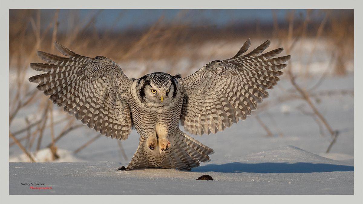 , Валерий Субачев