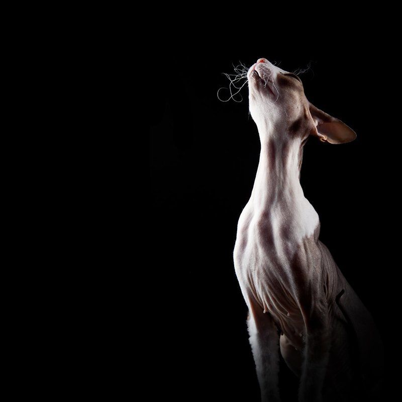 ... фото превью