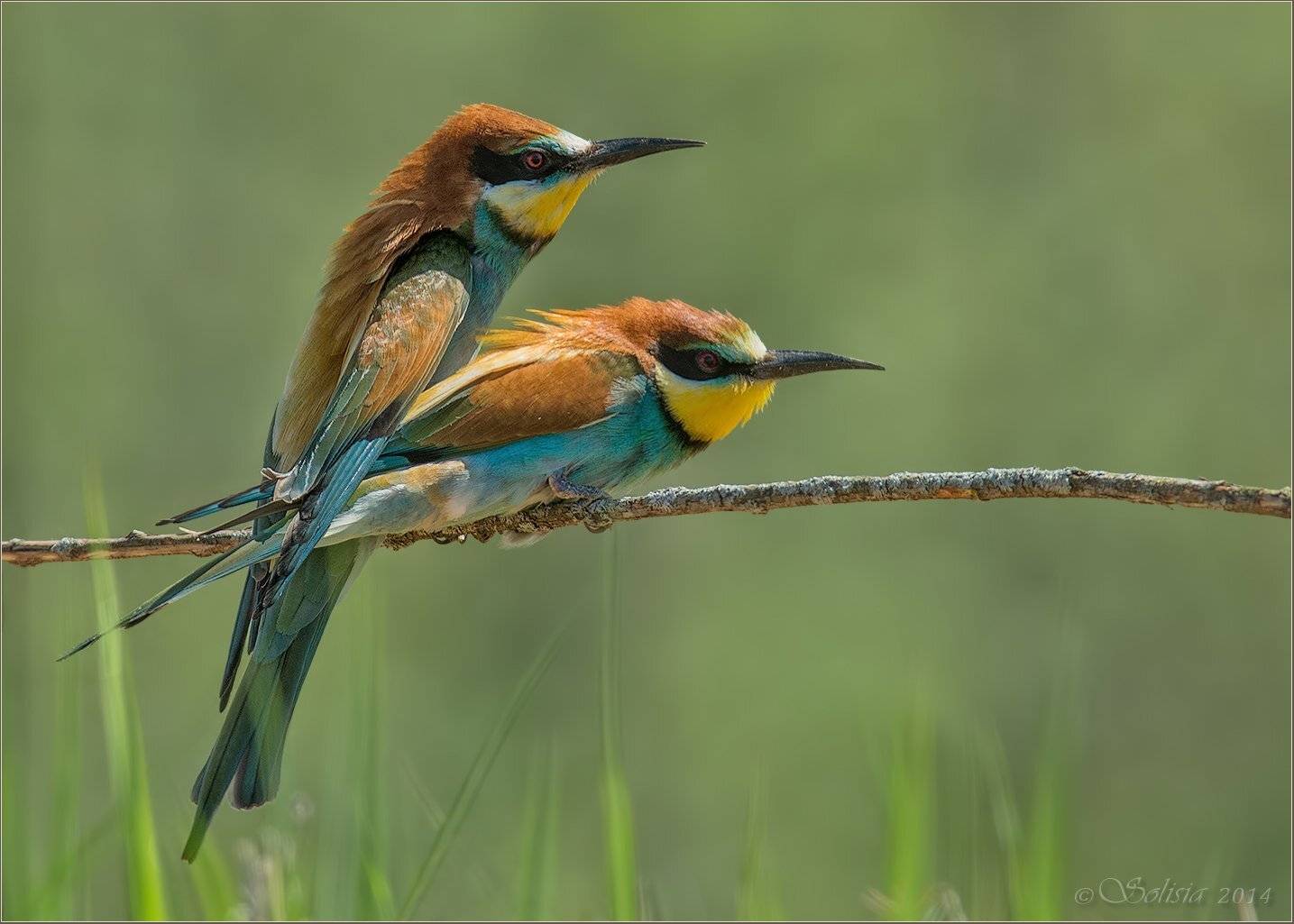 Merops apiaster, Весна, Дикая природа россии, Пара, Природа, Птицы, Щурка, Щурка золотистая, Солисия