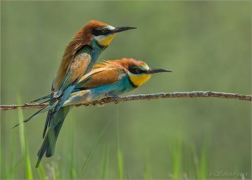 Под надёжным крылом!