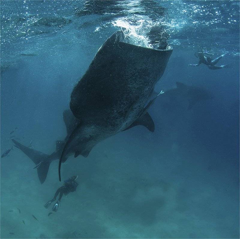 филиппины, китовая акула, индийский океан, Сергей Гаспарян