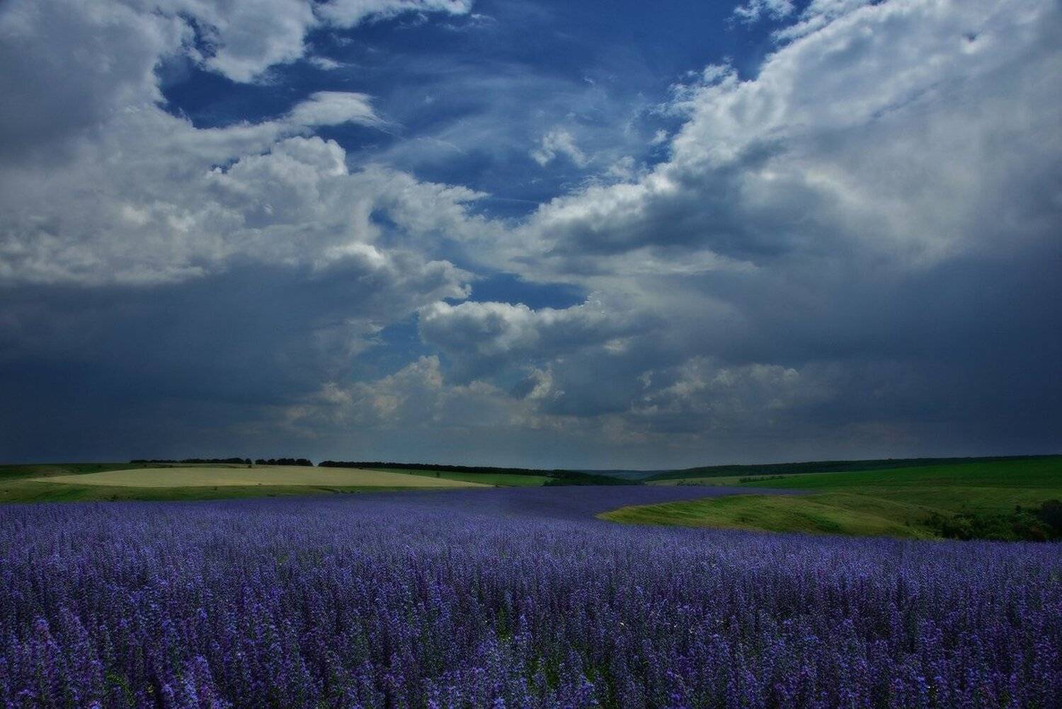 , Животков Андрей