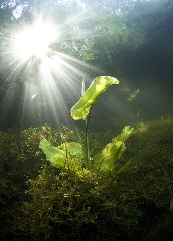Nikolaev eduard, Underwater, Николаев эдуард В утренних лучах фото превью