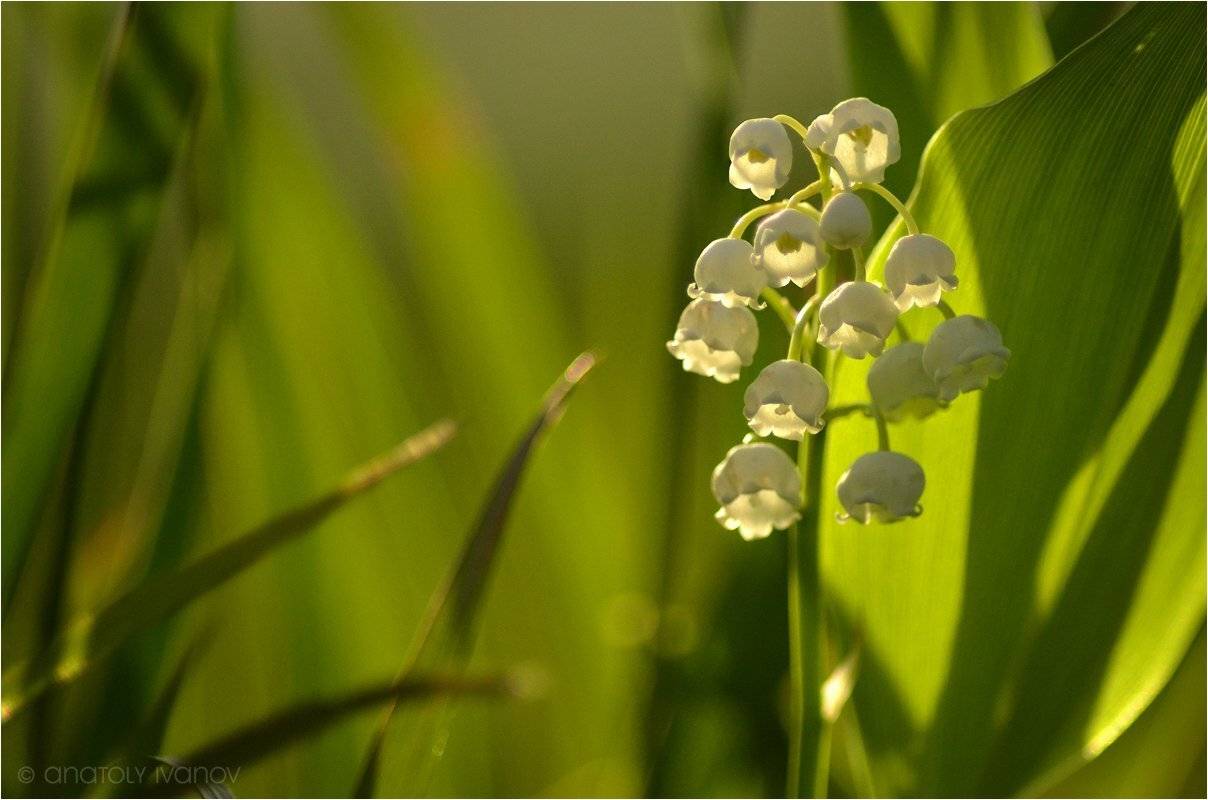 , Анатолий Иванов